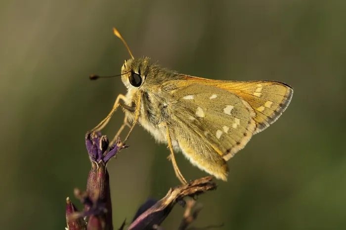 Gerahmter Druck : Hesperia comma, Komma-Tagpfauenauge.