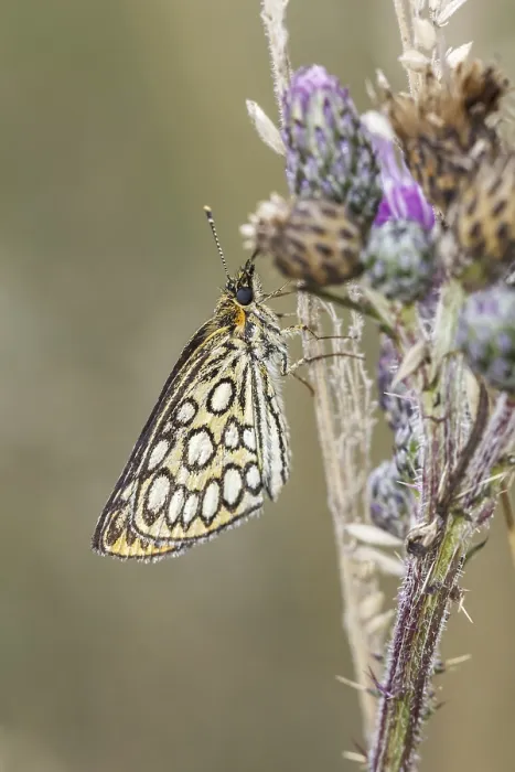 Gerahmter Druck : Heteropterus morpheus, Spiegelfleck-Dickkopffalter Gerahmter Druck : Heteropterus morpheus, Spiegelfleck-Dickkopffalter