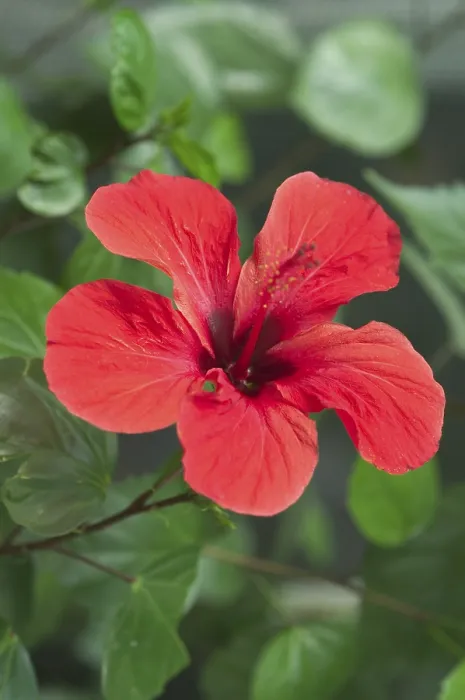 Gerahmter Druck : Hibiscus Gerahmter Druck : Hibiscus