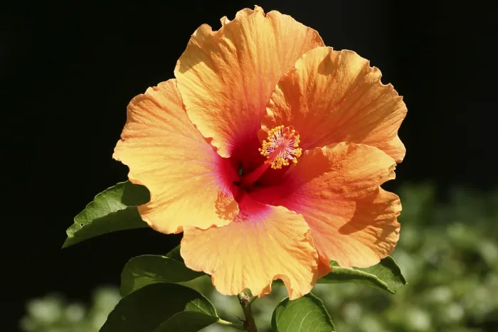 Gerahmter Druck : Hibiscus Gerahmter Druck : Hibiscus