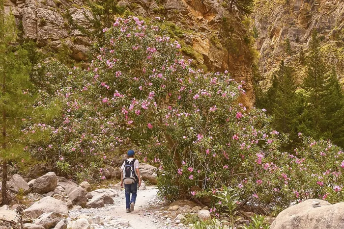 Gerahmter Druck : Wanderer mit Rucksack von hinten. Gerahmter Druck : Wanderer mit Rucksack von hinten.