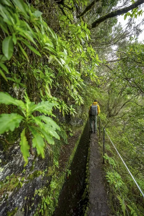 Gerahmter Druck : Wanderer auf einem schmalen Pfad entlang einer Levada. Gerahmter Druck : Wanderer auf einem schmalen Pfad entlang einer Levada.