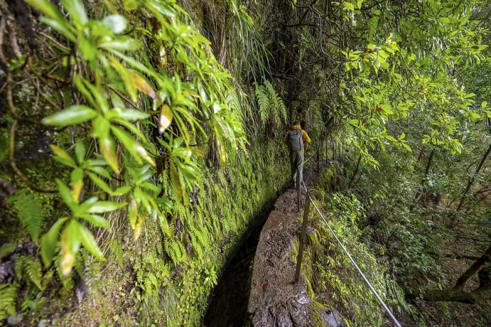 Gerahmter Druck : Wanderer auf einem schmalen Pfad entlang einer Levada. Gerahmter Druck : Wanderer auf einem schmalen Pfad entlang einer Levada.