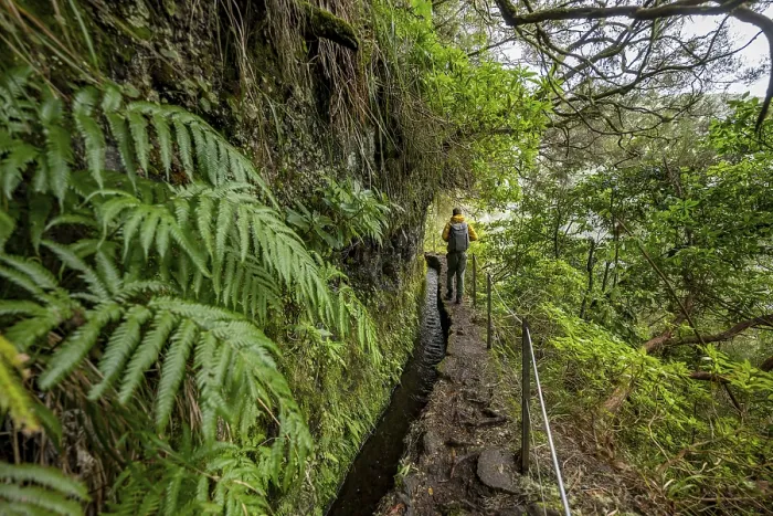 Gerahmter Druck : Wanderer auf einem schmalen Pfad entlang einer Levada. Gerahmter Druck : Wanderer auf einem schmalen Pfad entlang einer Levada.