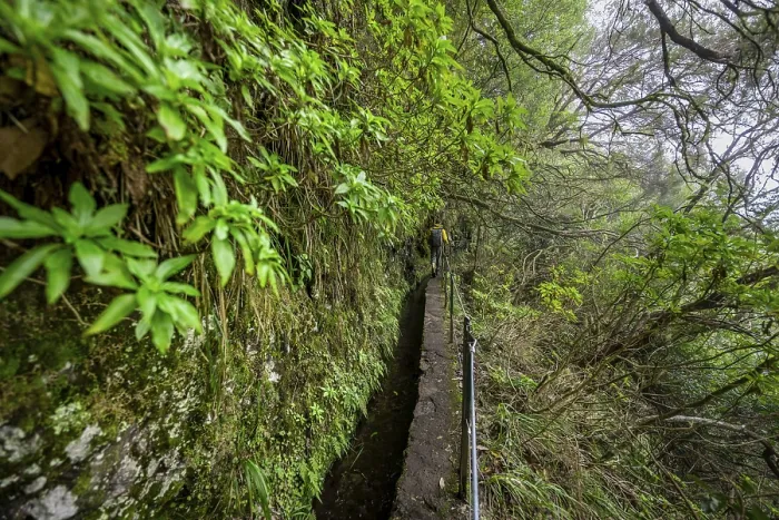 Gerahmter Druck : Hiker auf schmalem Pfad entlang einer Levada in dichtem Wald, Levada do Caldeirao Verde, Parque Florestal das Queimadas, Madeira, Portugal Gerahmter Druck : Hiker auf schmalem Pfad entlang einer Levada in dichtem Wald, Levada do Caldeirao Verde, Parque Florestal das Queimadas, Madeira, Portugal