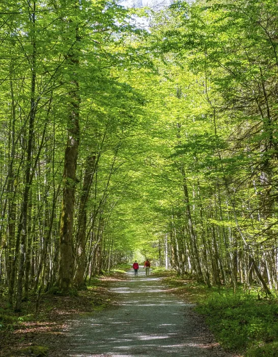 Gerahmter Druck : Zwei Wanderer auf einem Pfad durch einen Laubwald. Gerahmter Druck : Zwei Wanderer auf einem Pfad durch einen Laubwald.