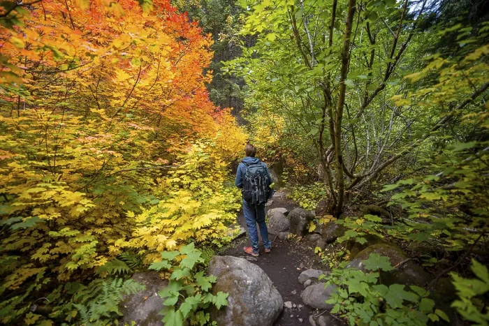Gerahmter Druck : Wanderer auf einem Pfad im Wald. Gerahmter Druck : Wanderer auf einem Pfad im Wald.