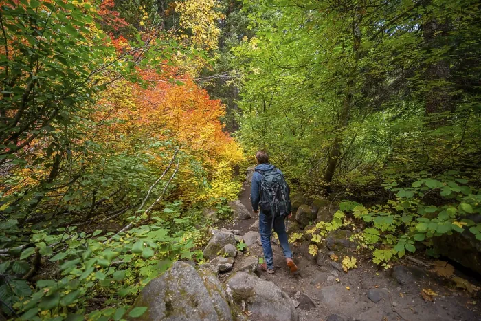 Gerahmter Druck : Wanderer auf einem Pfad im Wald. Gerahmter Druck : Wanderer auf einem Pfad im Wald.
