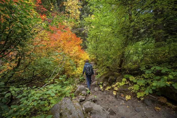 Gerahmter Druck : Wanderer auf einem Pfad im Wald. Gerahmter Druck : Wanderer auf einem Pfad im Wald.