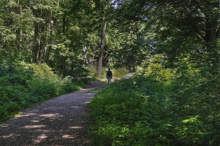 Gerahmter Druck : Wandern, Mann mit Rucksack, Bäume. Gerahmter Druck : Wandern, Mann mit Rucksack, Bäume.