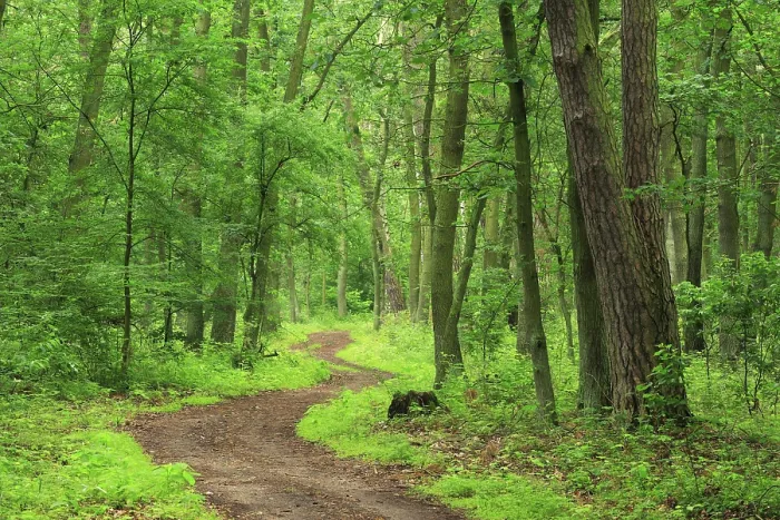Gerahmter Druck : Wandern (Muritz) Gerahmter Druck : Wandern (Muritz)