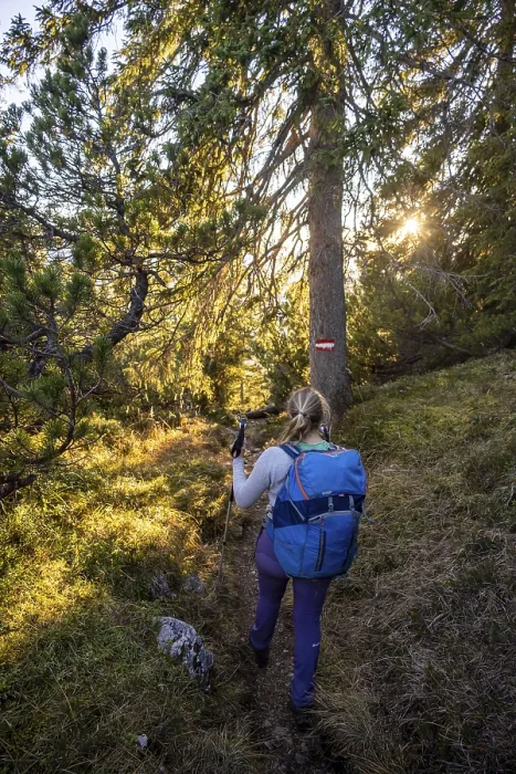 Gerahmter Druck : Wanderweg durch den Wald. Gerahmter Druck : Wanderweg durch den Wald.