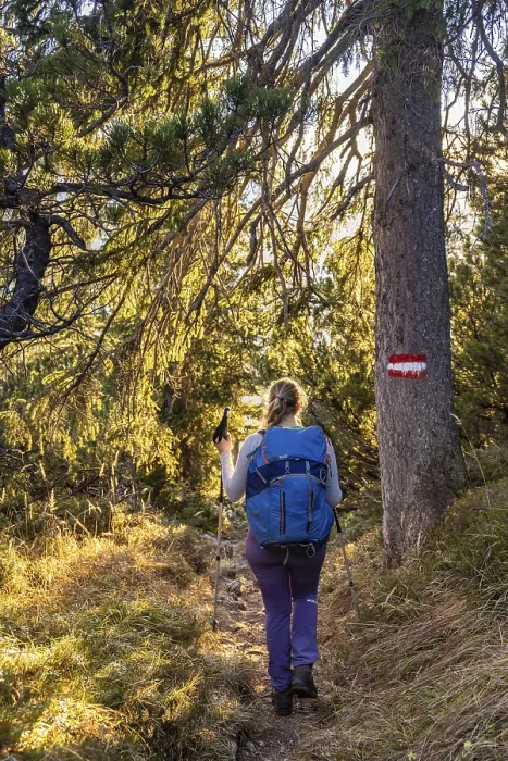 Gerahmter Druck : Wanderweg durch den Wald. Gerahmter Druck : Wanderweg durch den Wald.