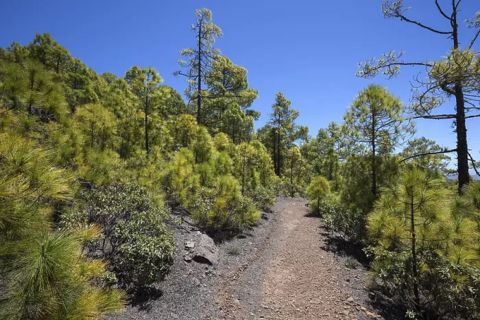 Gerahmter Druck : Wanderweg durch Kiefernwald. Gerahmter Druck : Wanderweg durch Kiefernwald.