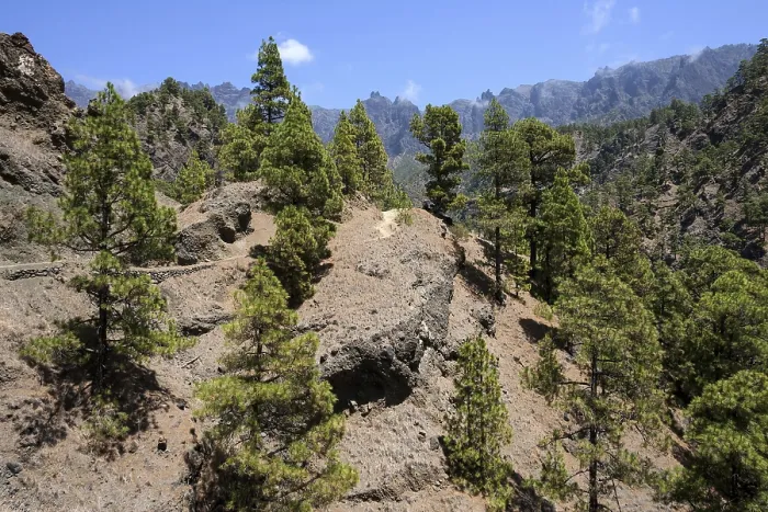 Gerahmter Druck : Wanderweg durch dichten Pinienwald, auf dem Hintergrund die Canary Island Pini (Pinus canariensis), Caldera de Taburiente Nationalpark, La Palma, Kanarische Inseln, Spanien Gerahmter Druck : Wanderweg durch dichten Pinienwald, auf dem Hintergrund die Canary Island Pini (Pinus canariensis), Caldera de Taburiente Nationalpark, La Palma, Kanarische Inseln, Spanien