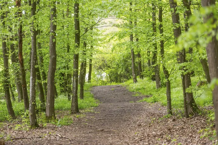 Gerahmter Druck : Wanderweg windet sich durch den Wald. Gerahmter Druck : Wanderweg windet sich durch den Wald.