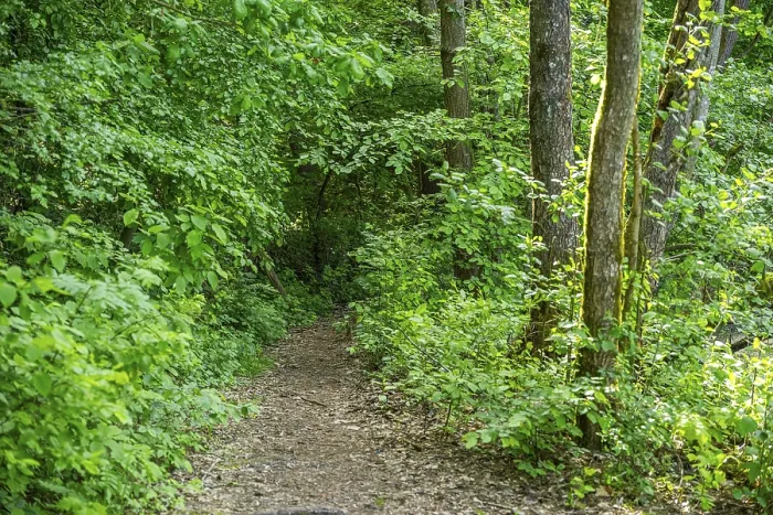 Gerahmter Druck : Wanderweg durch den Wald in Oberpfalz, Bayern, Deutschland Gerahmter Druck : Wanderweg durch den Wald in Oberpfalz, Bayern, Deutschland