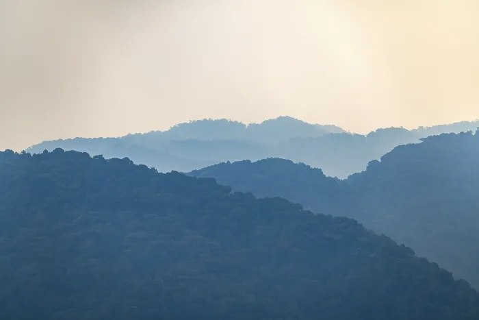 Gerahmter Druck : Bwindi Impenetrable Wald, Rushaga, Uganda Gerahmter Druck : Bwindi Impenetrable Wald, Rushaga, Uganda