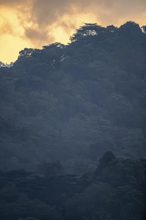 Gerahmter Druck : Bwindi Impenetrable Forest bei Sonnenuntergang, Rushaga, Uganda Gerahmter Druck : Bwindi Impenetrable Forest bei Sonnenuntergang, Rushaga, Uganda