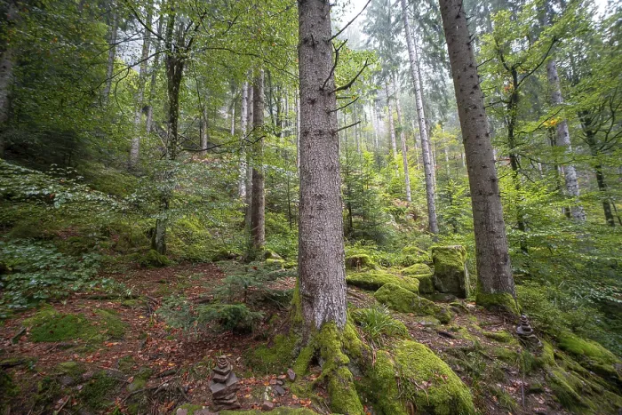 Gerahmter Druck : Hügellandwald mit Moos auf Felsen. Gerahmter Druck : Hügellandwald mit Moos auf Felsen.