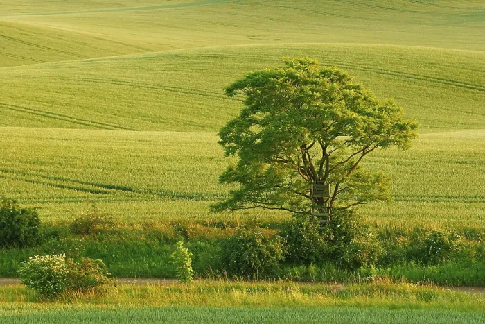 Gerahmter Druck : Hügeliges Landschaft bei Abendlicht. Gerahmter Druck : Hügeliges Landschaft bei Abendlicht.