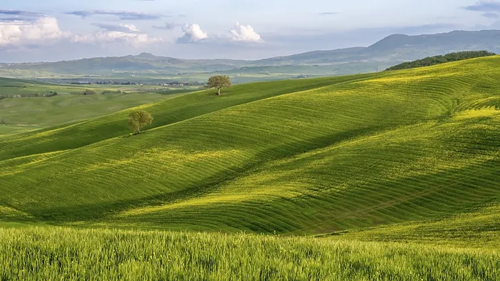 Gerahmter Druck : Hügeliges Landschaft mit Feldern und Bäumen. Gerahmter Druck : Hügeliges Landschaft mit Feldern und Bäumen.