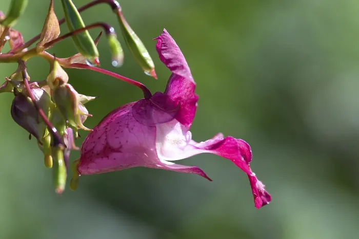 Gerahmter Druck : Himalayischer Balsam Gerahmter Druck : Himalayischer Balsam