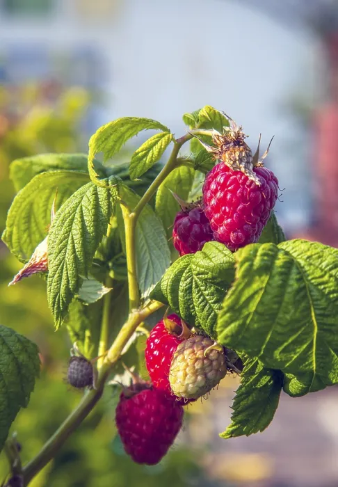 Gerahmter Druck : Himbeeren Gerahmter Druck : Himbeeren