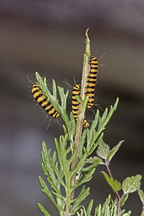 Gerahmter Druck : Thyrisus jacobaeae Gerahmter Druck : Thyrisus jacobaeae