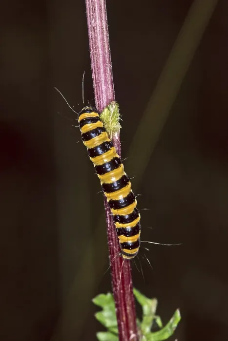 Gerahmter Druck : Thyrisus jacobaeae Gerahmter Druck : Thyrisus jacobaeae