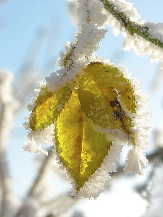 Gerahmter Druck : Hoarfrost Gerahmter Druck : Hoarfrost