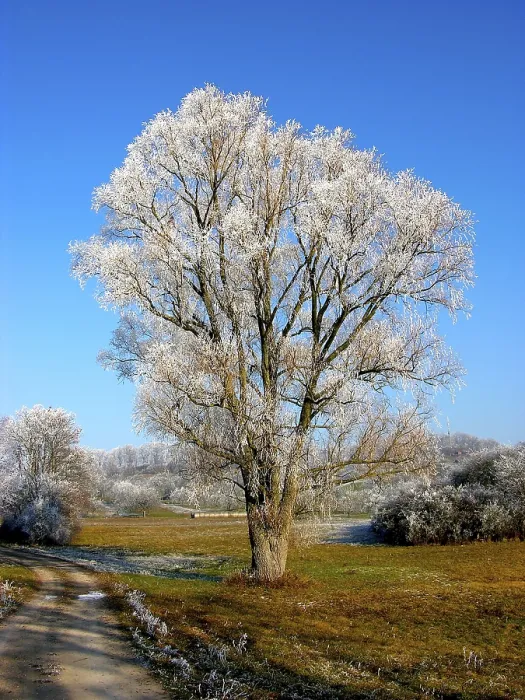 Gerahmter Druck : Hoarfrost Gerahmter Druck : Hoarfrost