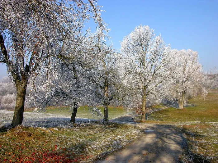 Gerahmter Druck : Hoarfrost Gerahmter Druck : Hoarfrost