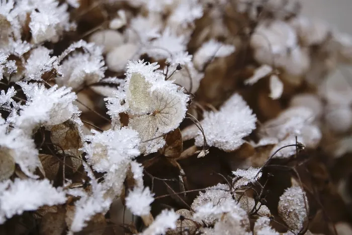 Gerahmter Druck : Eisrauch, Hydrangea, Winter, Deutschland Gerahmter Druck : Eisrauch, Hydrangea, Winter, Deutschland