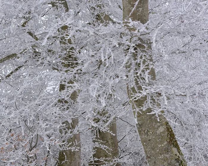 Gerahmter Druck : Haarfrost in einem alten Buchenwald. Gerahmter Druck : Haarfrost in einem alten Buchenwald.