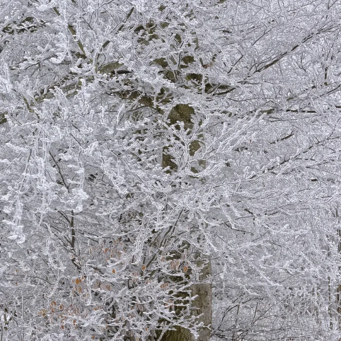 Gerahmter Druck : Haarfrost in einem alten Buchenwald. Gerahmter Druck : Haarfrost in einem alten Buchenwald.
