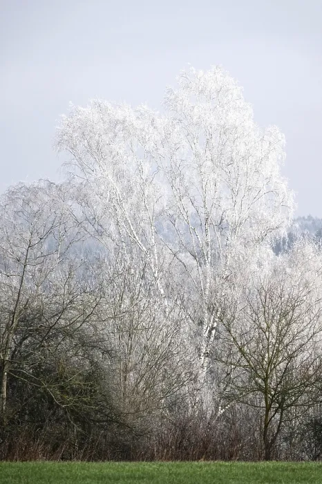 Gerahmter Druck : Haarbewuchs auf Bäumen, Wintertime, Deutschland. Gerahmter Druck : Haarbewuchs auf Bäumen, Wintertime, Deutschland.