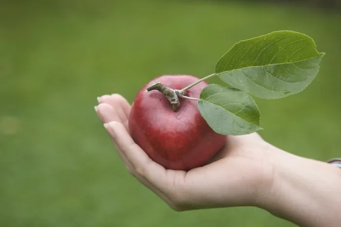 Gerahmter Druck : Ein Apfel halten - Versuchung. Gerahmter Druck : Ein Apfel halten - Versuchung.