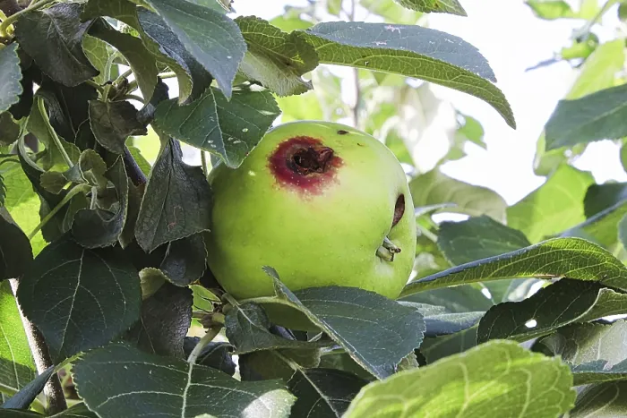 Gerahmter Druck : Ein Loch in einem Apfel, verursacht durch eine Codlingmotte. Gerahmter Druck : Ein Loch in einem Apfel, verursacht durch eine Codlingmotte.