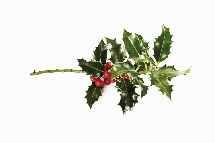 Gerahmter Druck : Holly (Ilex aquifolium) Gerahmter Druck : Holly (Ilex aquifolium)
