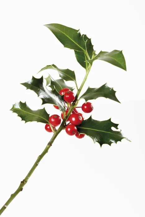 Gerahmter Druck : Hollyblätter (Ilex) Gerahmter Druck : Hollyblätter (Ilex)