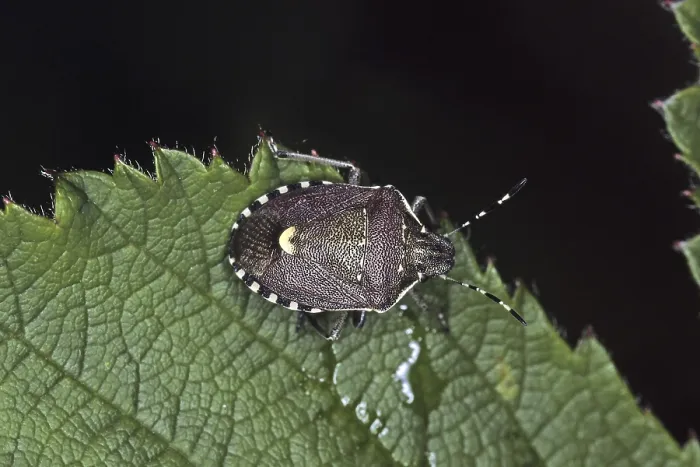 Gerahmter Druck : Holocostethus spacelatus, Baumkäfer Gerahmter Druck : Holocostethus spacelatus, Baumkäfer