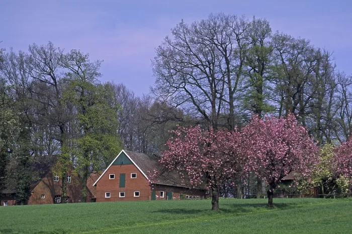 Gerahmter Druck : Holperdorp, Hof mit Kirschbäumen. Gerahmter Druck : Holperdorp, Hof mit Kirschbäumen.