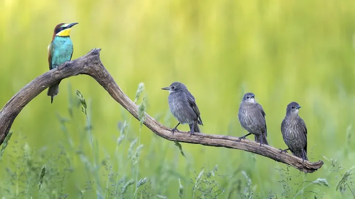 Gerahmter Druck : Honigbussard (Merops apiaster) Gerahmter Druck : Honigbussard (Merops apiaster)