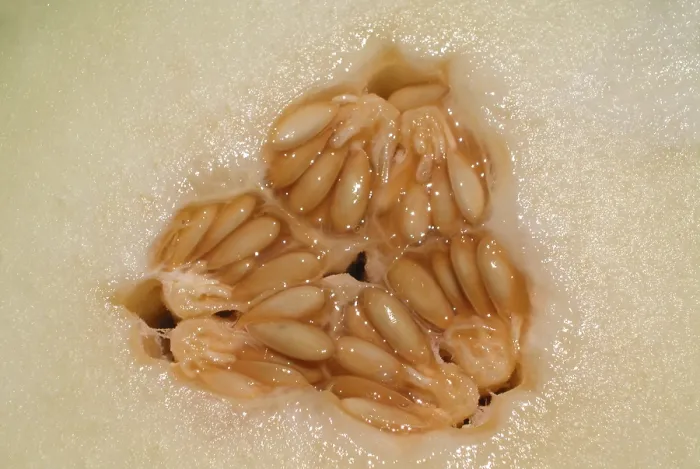 Gerahmter Druck : Honeydew-Melone Gerahmter Druck : Honeydew-Melone