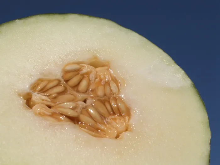 Gerahmter Druck : Honigdornschen Melone Gerahmter Druck : Honigdornschen Melone
