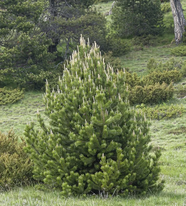 Gerahmter Druck : Pinus mugo subsp. uncinata Gerahmter Druck : Pinus mugo subsp. uncinata