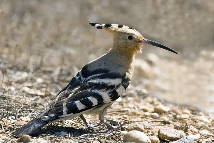 Gerahmter Druck : Hoopoe / Epupa epops Gerahmter Druck : Hoopoe / Epupa epops