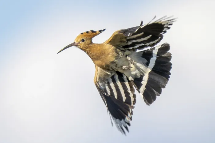 Gerahmter Druck : Hoopoe (Upupa epops), in Flug.