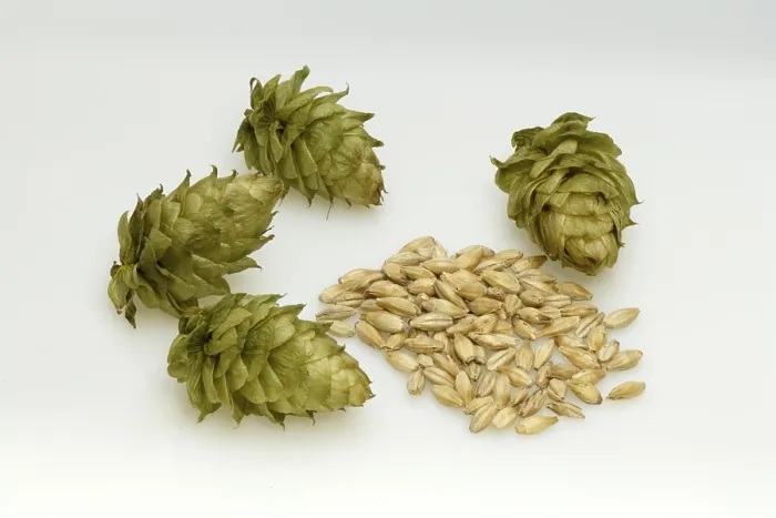 Gerahmter Druck : Hopfen (Humulus lupulus), Fruchtstand. Gerahmter Druck : Hopfen (Humulus lupulus), Fruchtstand.